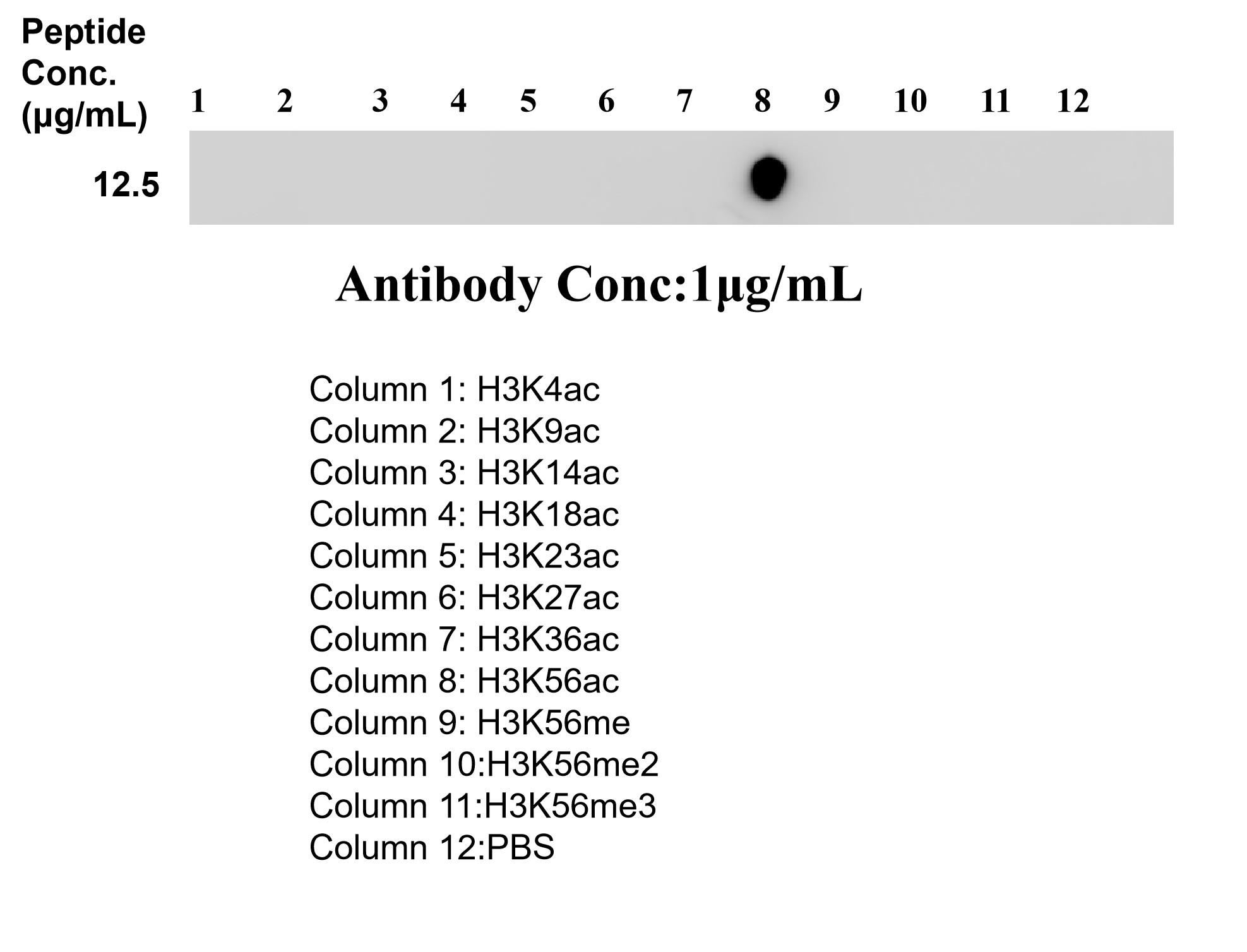 Dot Blot experiment of / using 87676-2-RR Dot Blot experiment of / using 87676-2-RR